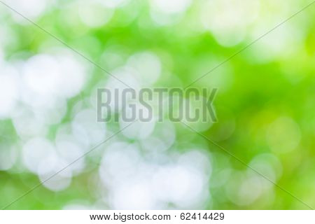 Green Leaf Boken Blur For Natural Background