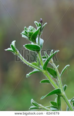 Rimfrost på grøn plante