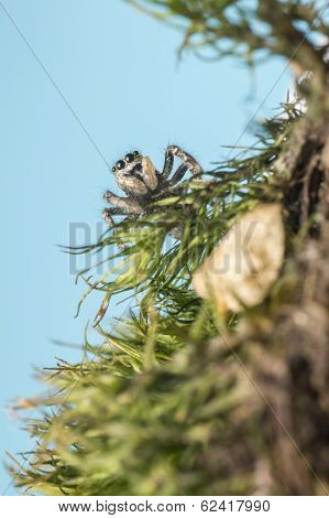 Portrait of a zebra spider