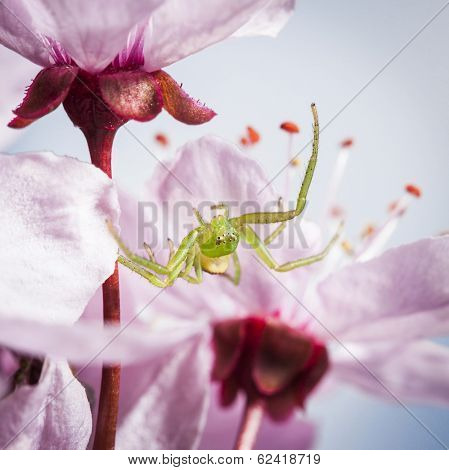 The Green Crab Spider, Diaea dorsata