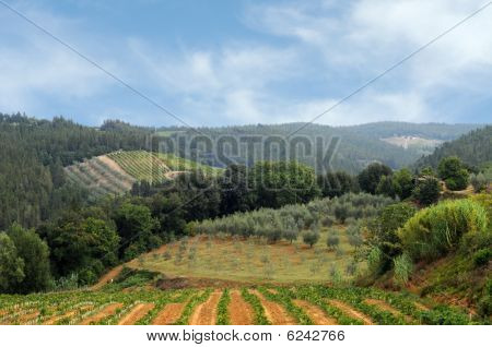 Vinice a olivové pole v Chianti, Toskánsko