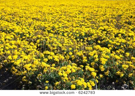 Hav af blomster