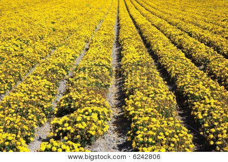 Hav af blomster