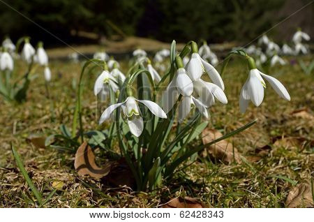 Snowdrops (Galanthus nivalis)