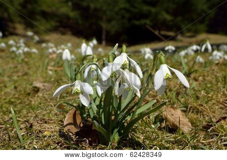 Snowdrops (Galanthus nivalis)