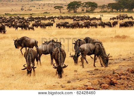 Grazing Wildebeests