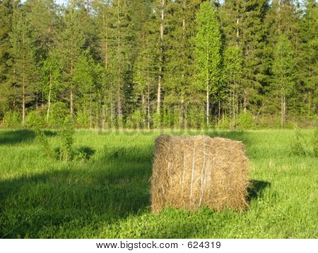 Field In Summer