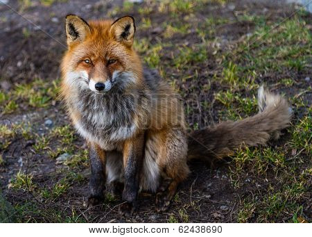 Red fox sitting on the ground