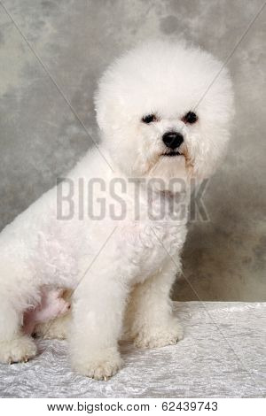 Poodle dog is sitting and resting