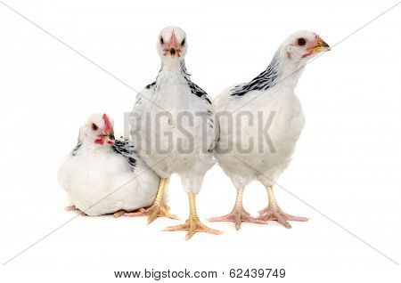 Chickens is standing and looking. Isolated on a white background.