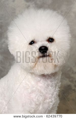 Face of a sad Poodle dog