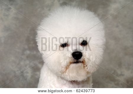 Face of a sad Poodle dog