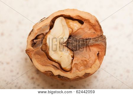 Close-up Half Wallnut In Nut Shell As Seasonal Food Concept