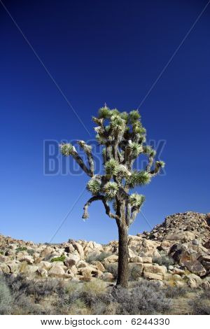 Lone Joshua Tree