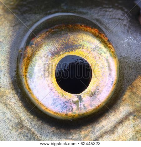 Close up of a fish eye (Common bream - Abramis brama)