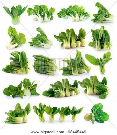 Bok Choy (chinese Cabbage) Isolated On White Background