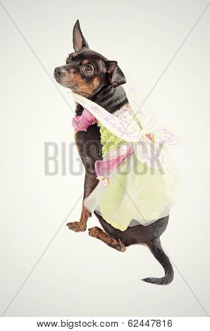 Chihuahua Dog Wearing A Fairy Costume
