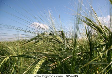 Orecchie di grano