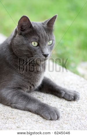 Gato doméstico