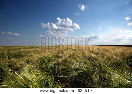 Campo di grano