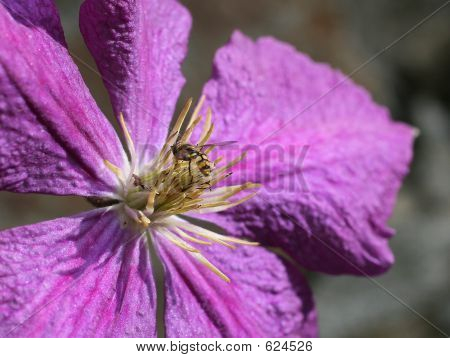 Fiore viola