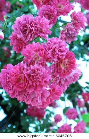 バラの花
