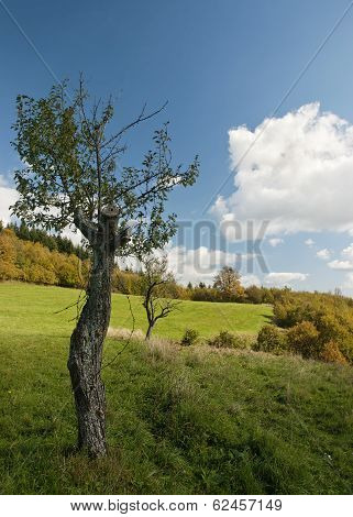 Tree On An Autumn Meadow