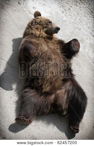 Brown Bear Lying On The Ground