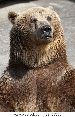Standing Brown Bear