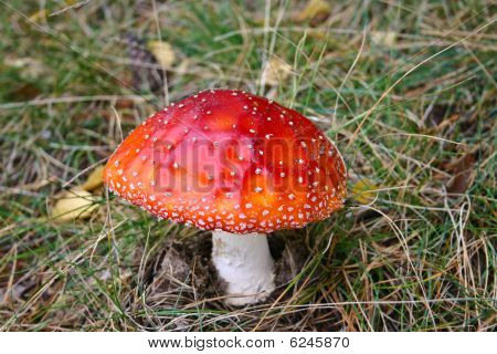 Fly Amanite funghi, funghi In un bosco