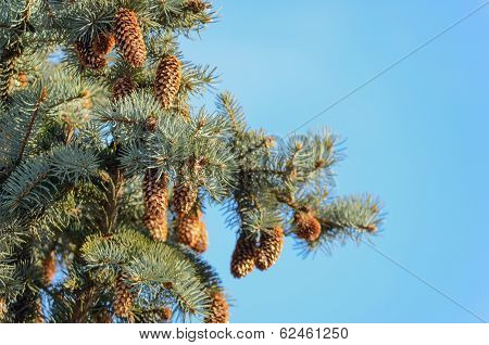 Echinate fir tree brunches with knot of cones