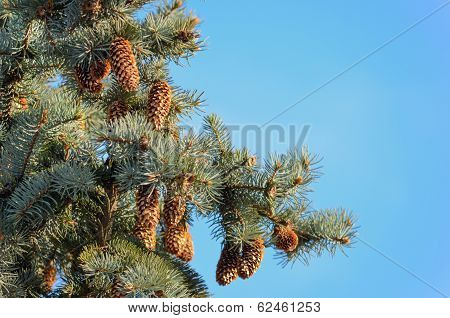 Echinate fir tree brunches with knot of cones