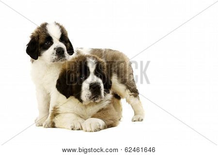 St Bernard Puppies Isolated On White