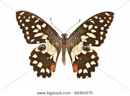 Butterfly With Open Wings In A Top View As A Flying