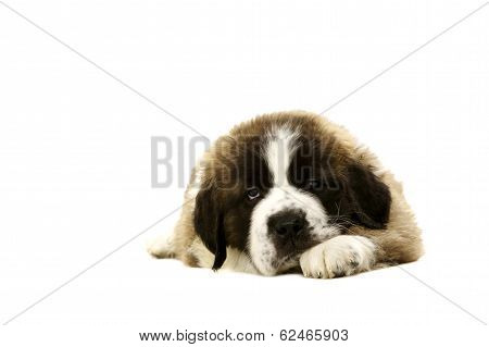 St Bernard Puppy Laid Isolated On White