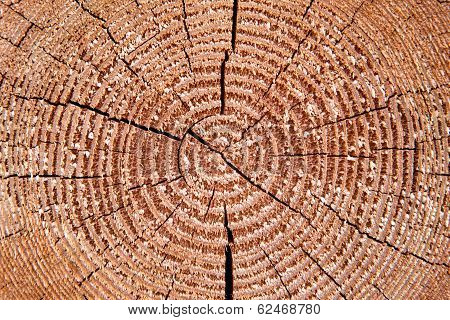 Wooden Wall. Sectioned Log. Texture, Pattern