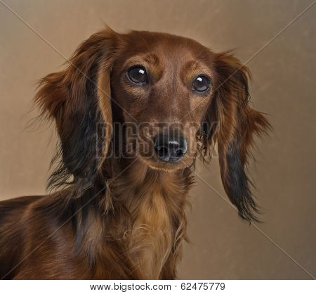 Close up of a Dachshund in front of a brown background