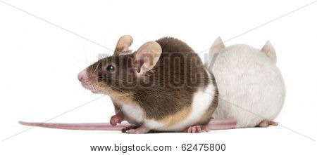 Two mice back to back