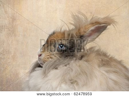 Close-up of English Angora rabbit