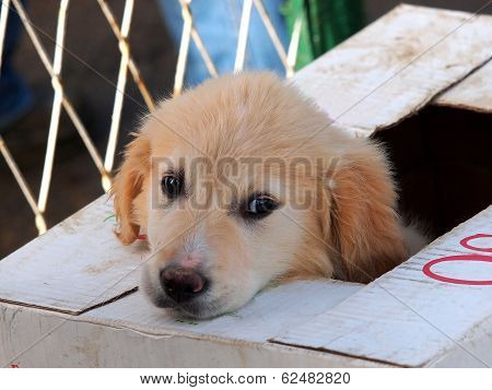 Sead Puppy