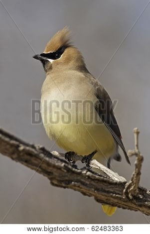 Cedar Waxwing