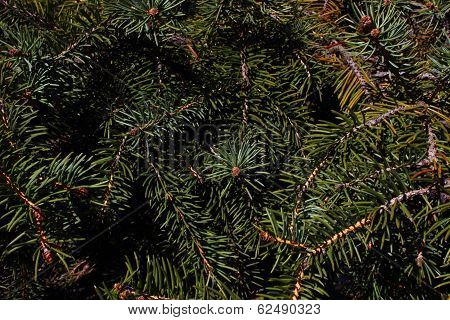 fir branches