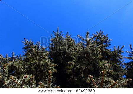 Spruce and sky