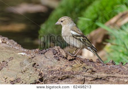 Finch