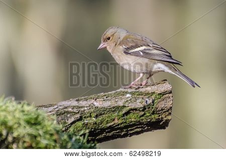 Finch