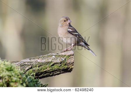 Finch
