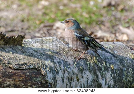 Finch
