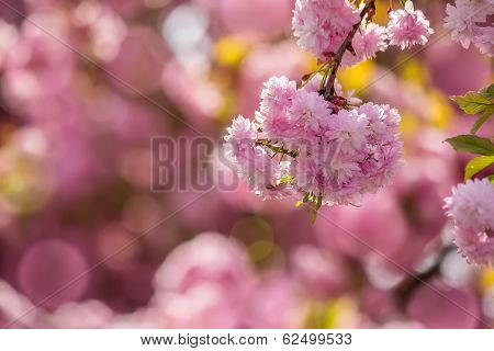 Pink Blossomed Sakura Flowers