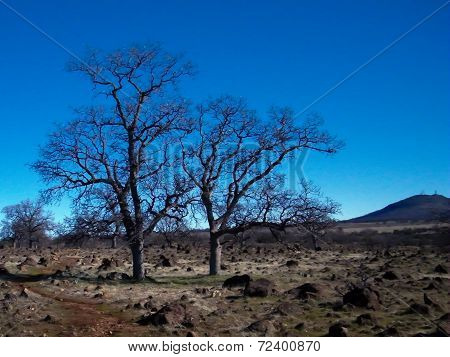 Solitary Trees