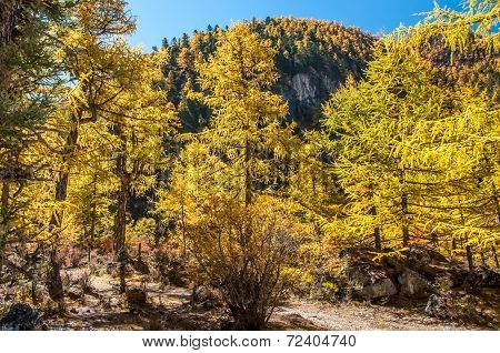 Colorful Autumn